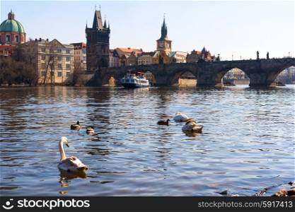 sunset view of swans in Vltava river, Charles bridge and Prague old town, Czech Republic