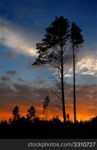 sunset with a cloud and silhouette of pine.