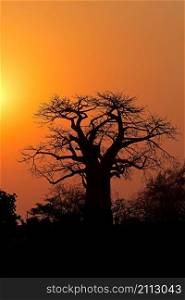 Sunset with a silhouetted baobab tree, Kruger National Park, South Africa