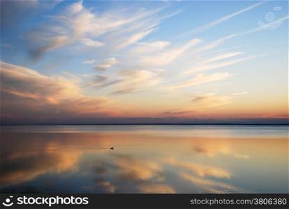 Sunset with an alone bird swimming in water with golden reflections