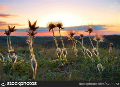 Sunset with deflorated flowers (Pulsatilla patens, Pasqueflower)