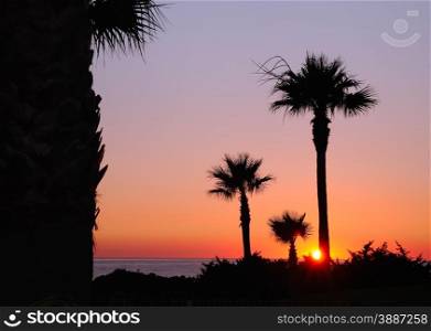 Sunset with palms in Barrosa beach,Cadiz, Spain.&#xA;