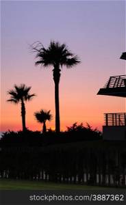 Sunset with palms in Barrosa beach,Cadiz, Spain.&#xA;