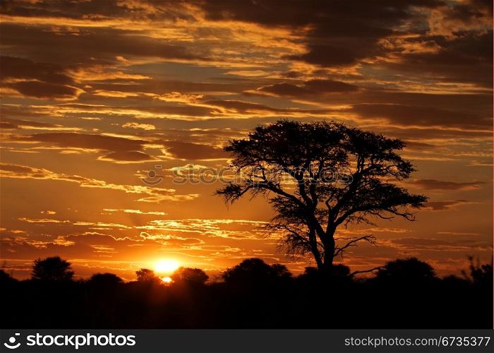 Sunset with silhouetted African Acacia tree and clouds, Kalahari desert, South Africa