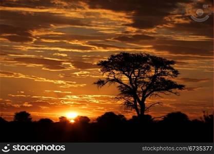 Sunset with silhouetted African Acacia tree and clouds, Kalahari desert, South Africa