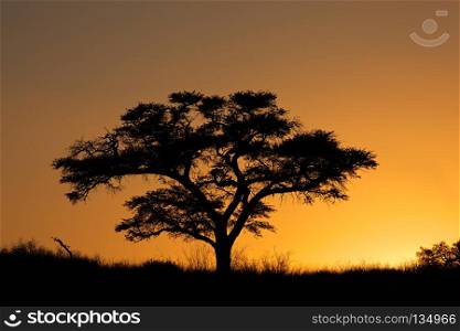 Sunset with silhouetted African Acacia tree, Kalahari desert, South Africa. Sunset with silhouetted tree