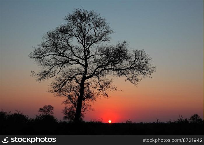 Sunset with silhouetted African savanna tree, South Africa