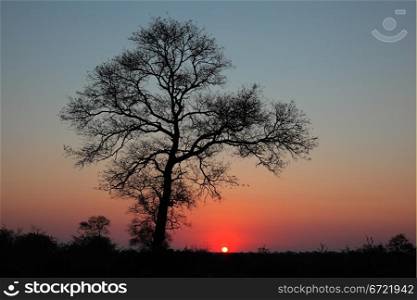 Sunset with silhouetted African savanna tree, South Africa