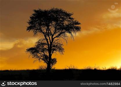 Sunset with silhouetted African thorn tree and clouds, Kalahari desert, South Africa