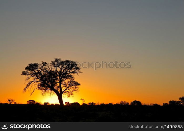 Sunset with silhouetted African thorn tree, Kalahari desert, South Africa