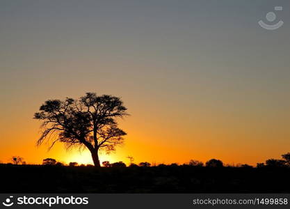 Sunset with silhouetted African thorn tree, Kalahari desert, South Africa