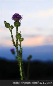 Sunset with thistle flower