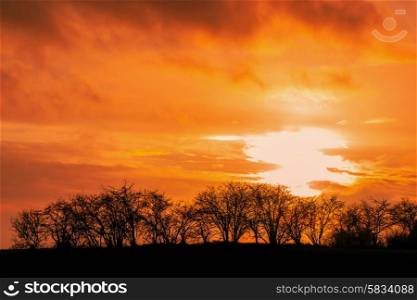 Sunset with tree silhouttes