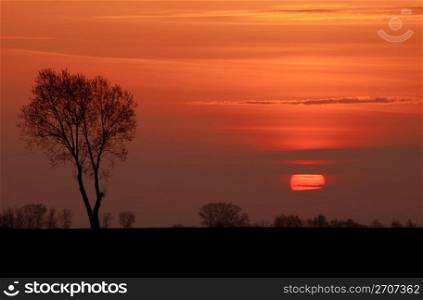 Sunset with tree sillouette. Shot taken in Lithuania