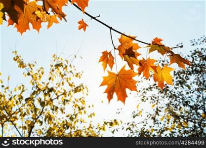 sunshine and twig with yellow and orange maple leaves in autumn morning