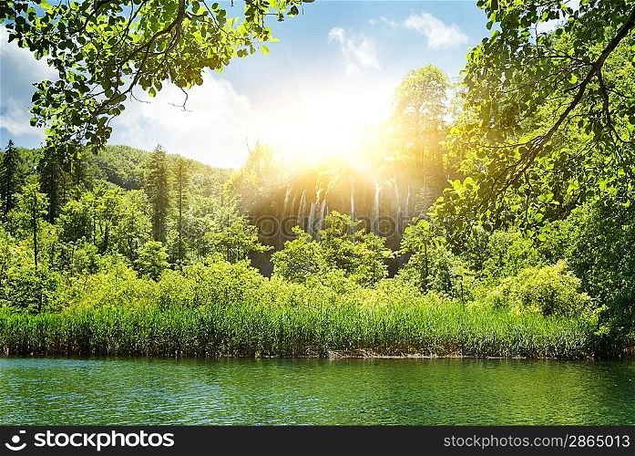 Sunshine in a forest