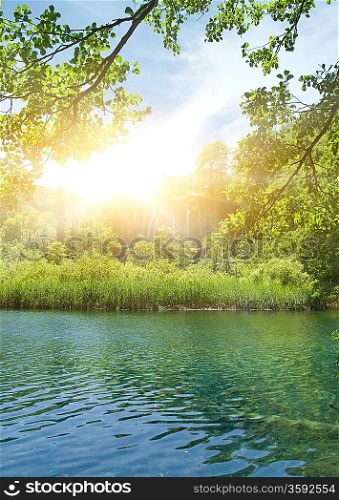 Sunshine in a forest