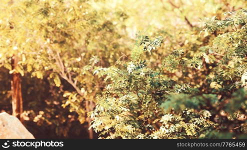 sunshine in a tropical forest