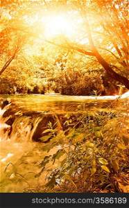 Sunshine in an autumn forest