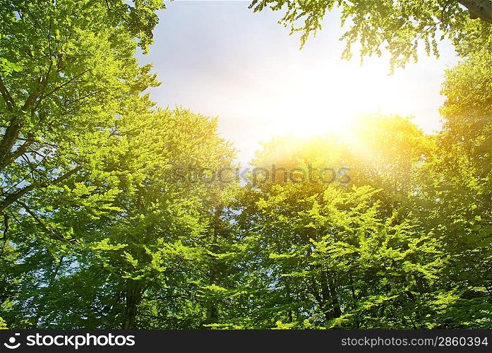 Sunshine in forest
