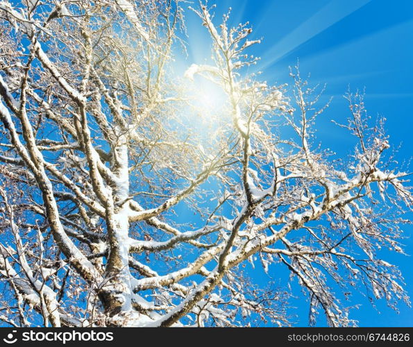 Sunshine in winter tree twigs on blue sky background