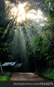 Sunshine through the leaves.