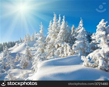 Sunshine under the winter calm mountain landscape with beautiful fir trees on slope (Kukol Mount, Carpathian Mountains, Ukraine)