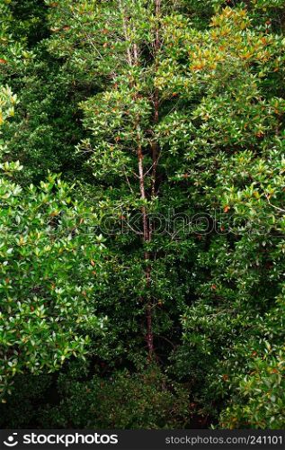 Super big magle tree in Thailand tropical mangrove swamp forest lush evergreen nature landscape