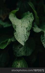 Super close up of a green leaf, with dark shadows, background with copy space