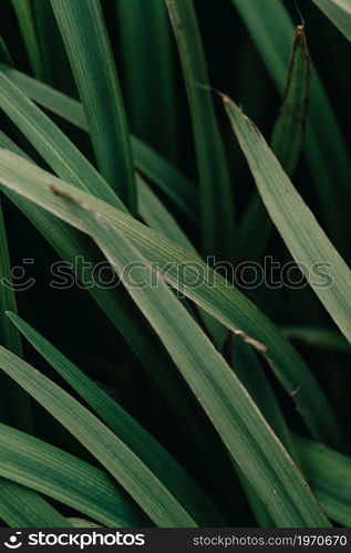 Super close up os some green plants background with dark shadows with copy space