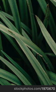 Super close up os some green plants background with dark shadows with copy space