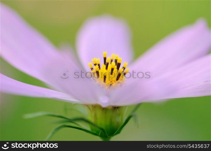 Super macro flower, selective focus, shallow deep of field