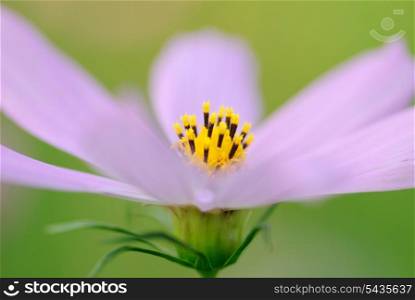 Super macro flower, selective focus, shallow deep of field