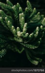 Super textured background of a green plant macro with pattern on moody tones with copy space
