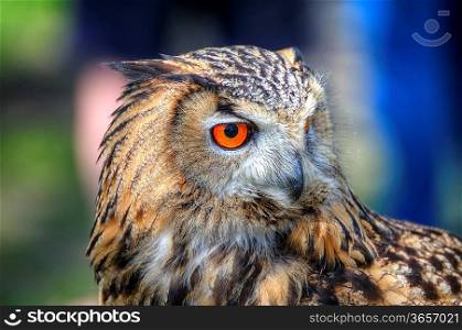 Superb close up of European Eagle Owl with bright orange eyes and excellent detail