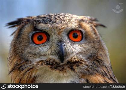 Superb close up of European Eagle Owl with bright orange eyes and excellent detail