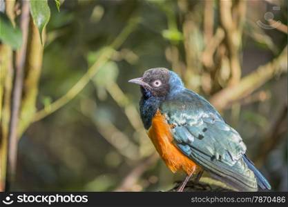 superb starling, Lamprotornis superbus perched on a stick