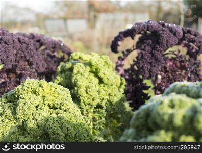 superfood green and red borecole or kale in vegetable garden