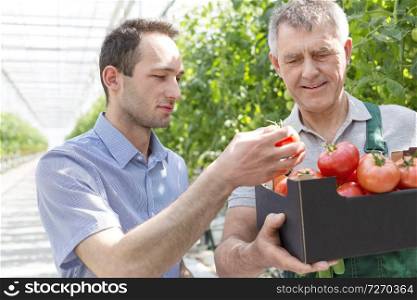 Supervisor and farmer examining tomatoes in crate at greenhouse