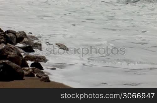 surf lapping at the rocky shore