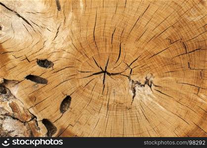 Surface of cut oak log closeup as natural background