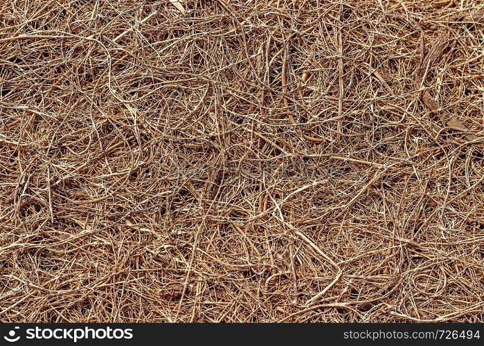 Surface of dry pressed coconut fiber. Nature brown background or seamless texture.