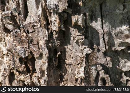 Surface of old log of walnut wood tree eaten by worms and insects closeup as natural background