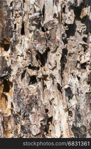 Surface of old log of walnut wood tree eaten by worms and insects closeup as natural background