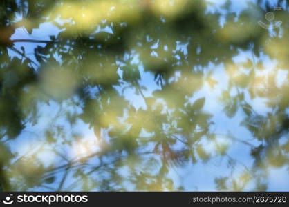 Surface of the water