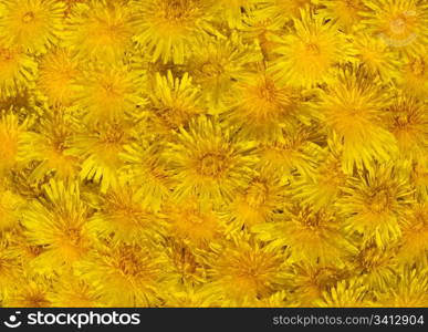 Surface with yellow dandelion flowers (four shots stitch)