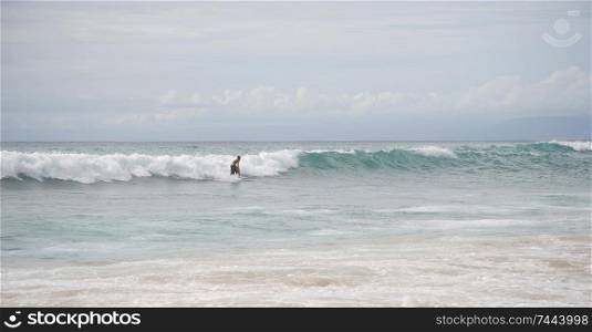 Surfer along coastline in Bali
