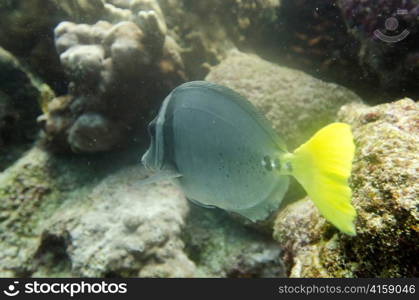 Surgeon fish (Zebrasoma flavescens) swimming underwater, Santa Cruz Island, Galapagos Islands, Ecuador