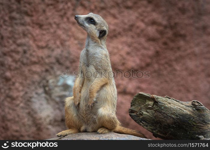 Suricata standing on a guard. Curious meerkat (Suricata suricatta).