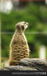 Suricata suricatta looking at something and A mammal Small size